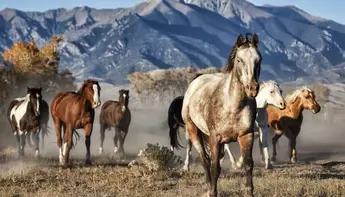 أفضل 8 أفلام سباق الخيل